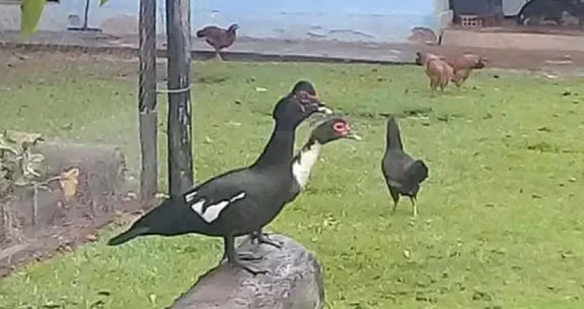 Chácara para venda em rosário oeste, rural, 3 dormitórios, 1 banheiro