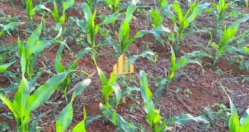 Fazenda à venda na Área Rural de Araxá, Araxá 