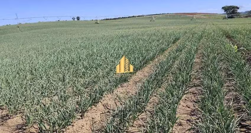 Fazenda com produção de alho região mais valorizada do pais