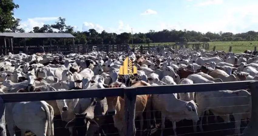 Fazenda no mato grosso com 4.988 ha, pastagem, casa sede e pista de avião &#150; aceita permuta