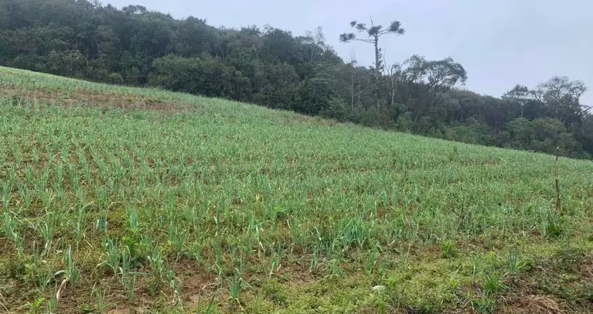Terreno à venda, 24 mil metros na colonia marcelino, são josé dos pinhais, pr