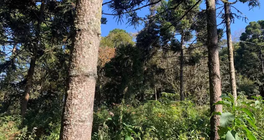 Terreno à venda, campestre da faxina, faxina (são josé dos pinhais), pr