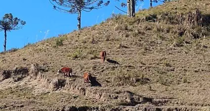 Chácara / sítio com 3 quartos à venda na Zona Rural, Bom Retiro 
