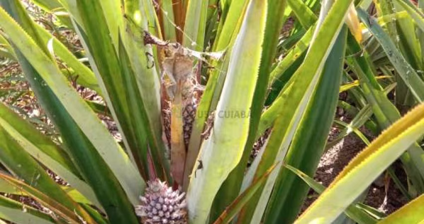 sítio de 34 hectares no assentamento comunidade sadia 3