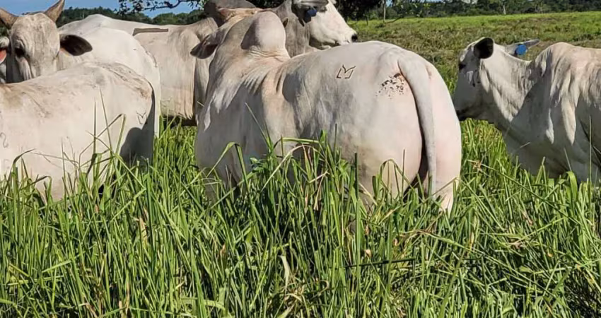 Fazenda  a venda  em santo antonio do leverger - mt