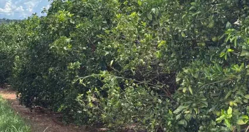Fazenda de 404 alqueres na região da cidade de fernandópolis - sp