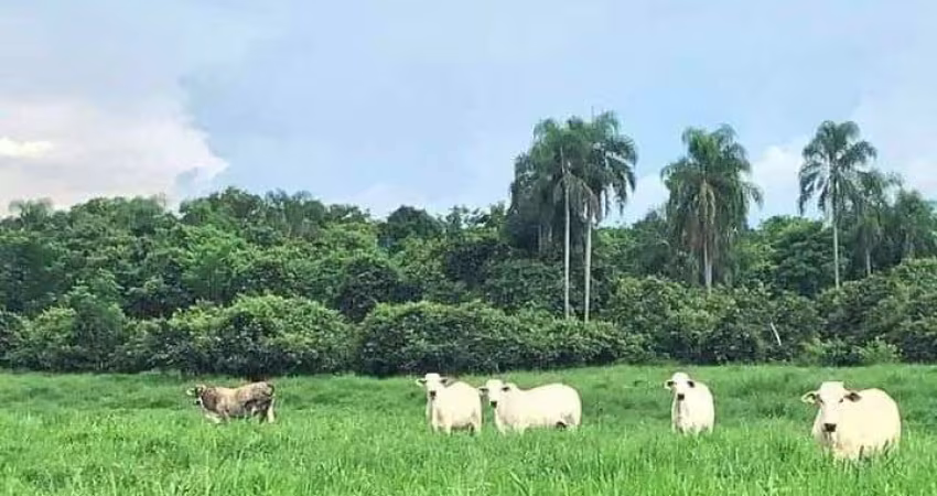fazenda de 1.086 hectares de e alta qualidade na pecuária no estado de São Paulo