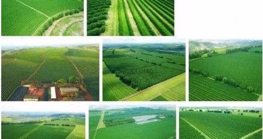 fazenda de Café sendo uma área de 2.653 Hectares, 548,14 Alqueires