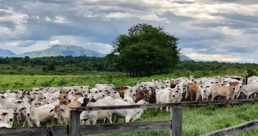 fazenda pronta para pecuária porteira fechada no estado de Goias