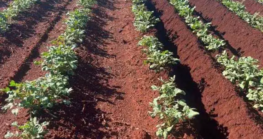 Fazenda na região da cidade de franca no estado de são paulo