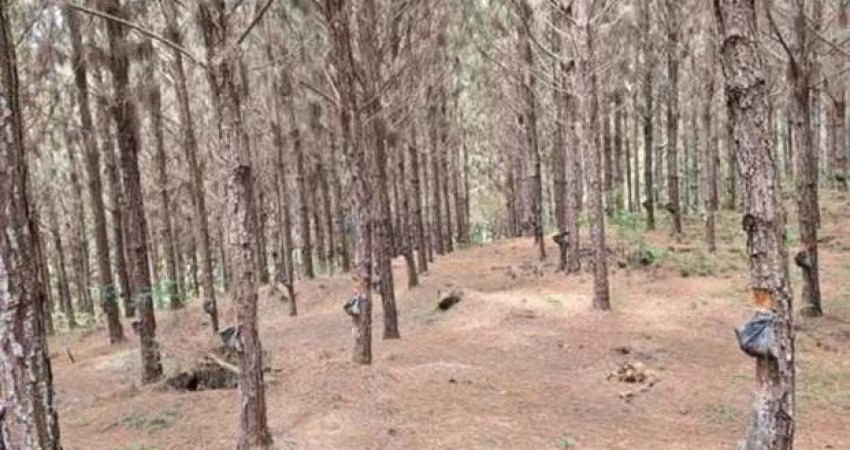 fazenda de 72 alqueires (172,8 hectares) com plantação de pinus excelente locali
