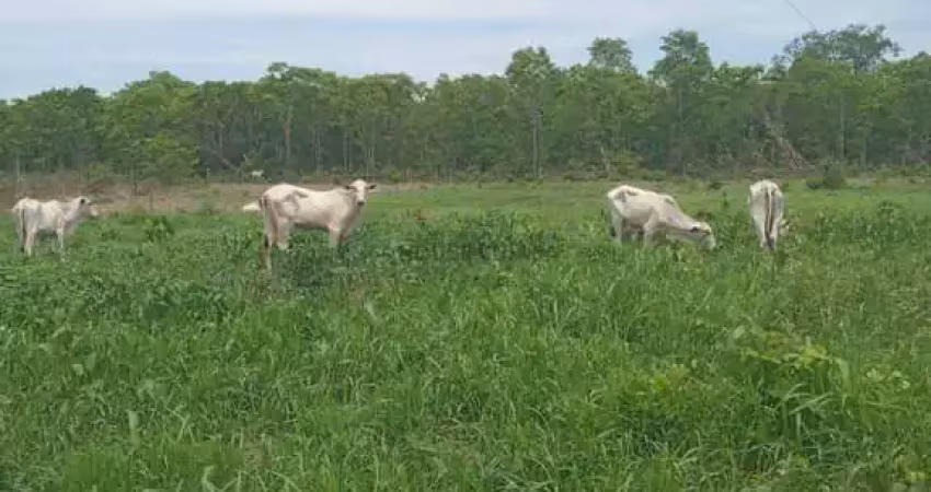 Sitio na região do barreiro vermelho na região da cidade de Rosário Oeste MT