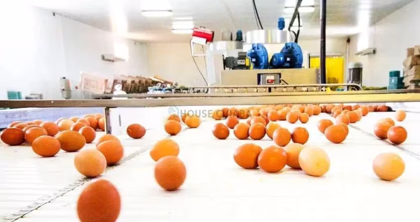 agroindústria de ovos no estado de São Paulo. Venda de uma granja avícola
