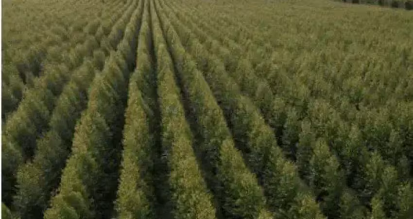 Fazenda de 890 hectares de área total, com 350 hectares de floresta de teca impl