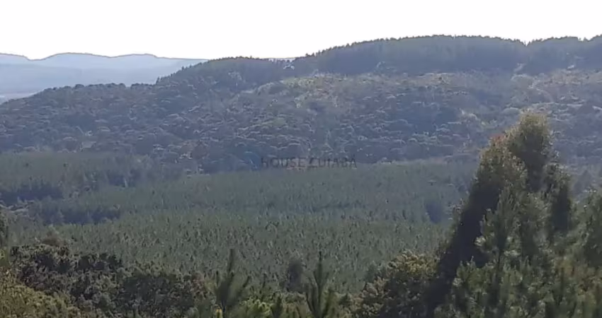 Fazenda com pinus a venda na região de itapetininga o estado de são paulo sp