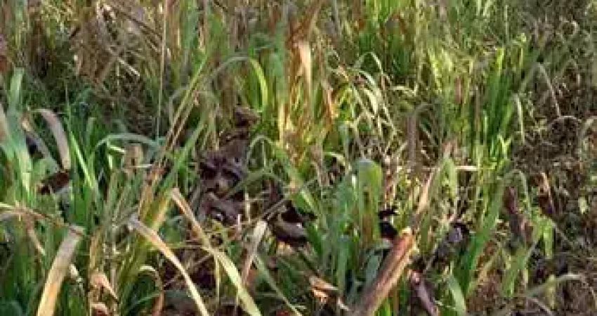 Fazenda de 75 hectares na beira do asfalto somente 75 km da capital de cuiabá mt