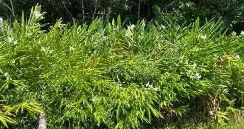 Terreno à venda no São Fernando, Itanhaém 