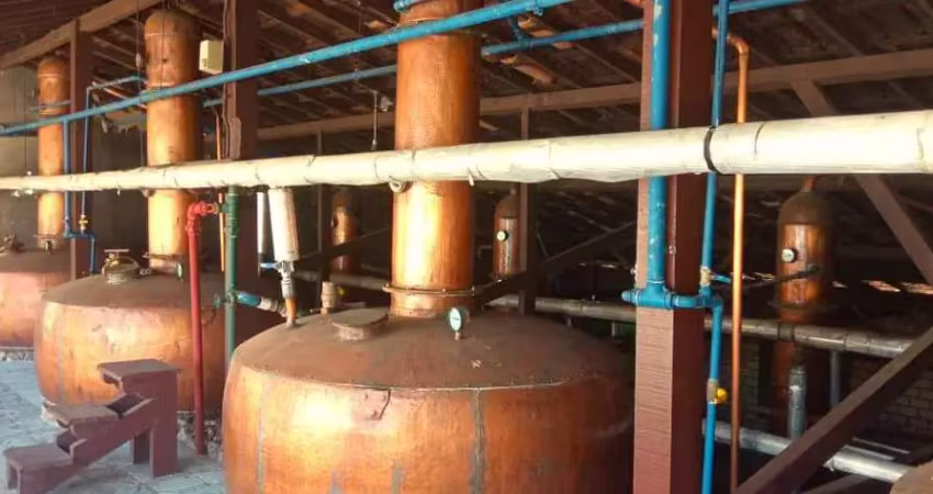 Fazenda dupla aptidão, produção de cachaça e pecuária, em minas gerais